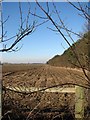 Ploughed field adjacent to Bulmer Coppice