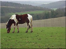 SU7594 : Horse at Studdridge Farm by Andrew Smith
