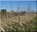 Young trees at Great Yews