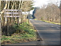 Road through forest