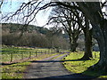 Tree-lined drive to Holm