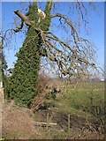 SJ3765 : Dead tree by the River Dee/Afon Dyfrdwy by John S Turner