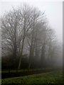 Foggy trees, Cranmore Park