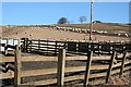 Sheep at Backtack