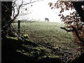 Bovine grazing by Webberton Wood