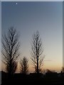 Trees at sunset by the canal