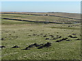 Sheep on the Woodland Fell