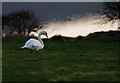 Swan on the banks of the Loch