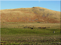 NT2724 : Livestock farmland by Walter Baxter