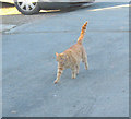 A Trefor moggy