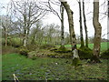 Trees and wet ground near Tregoodwell