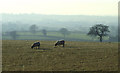 SO8293 : Grazing near Whittimere, Staffordshire by Roger  D Kidd