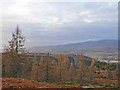 Larches and scots pines on the south side of Torlum Hill