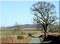 SO8193 : Shropshire Farmland towards Long Common by Roger  D Kidd