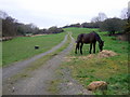 Field track and hungry horse