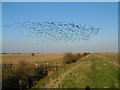 TF4650 : Migrating Birds on Saltmarshes by Ian Sharp