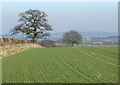 SO8294 : Arable Land towards Seisdon, Staffordshire by Roger  D Kidd