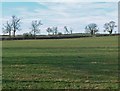 Fields next to Twycross Road