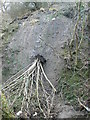 Landslide, Nant Wood