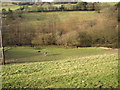 Donkeys grazing in the Black Brook valley, Stainland