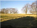 Field and trees near Temperley Grange