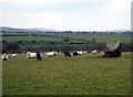 Sheep with standing stone