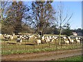 Sheep in the winter sunshine