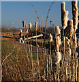 Bull rushes growing in the Chesterfield Canal