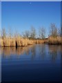 Moon over Wetlands