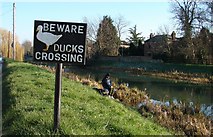 TF1409 : Beware of the Ducks by Ian Paterson