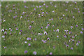 HP6313 : Heath Spotted Orchids (Dactylorhiza maculata), Haroldswick by Mike Pennington