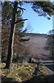 Pine tree and view to Stanage Edge