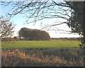 View across fields towards the tip of the shelter belt