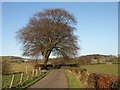 Beech trees, Hoodsyard Farm