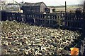 Onion crop, rear of 4 Railway Terrace, Stanley, Crook