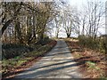 Castle Creavie Copse