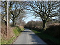 Lon goediog ger Aberarth / Wooded lane near Aberarth