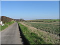 TR2754 : Looking NE along road towards Lower Rowling Farm by Nick Smith