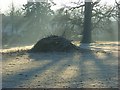 Bonfire, Shottesbrooke