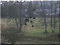 Mistletoe in tree by Craigmaddie Reservoir