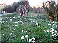 Snowdrops in the verge