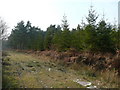 Track and stand of conifers