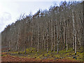 Trees on the south side of Craig More