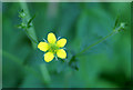 Herb Bennet (Geum urbanum)