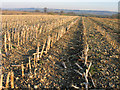 Maize stubble on brashy soil, Preston, Wilts