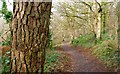 Path, Carnfunnock Country Park (6)