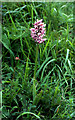 TR1645 : Monkey Orchid (Orchis simia), Park Gate Down by Mike Pennington