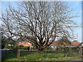 Chestnut tree at Pound Green