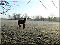 NS6668 : Horse in a frosty field by Jonathan Billinger