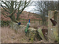 Peacock at smallholding  near Stang Howe